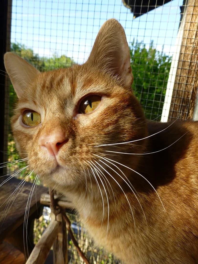 Tedy, Mixed Breed for adoption at SOS Chats, Genève