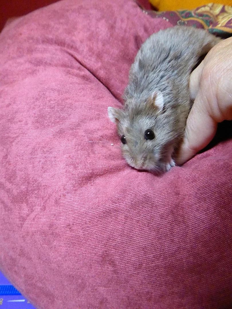 Marsouin, Mixed Breed for adoption at SOS Chats, Genève