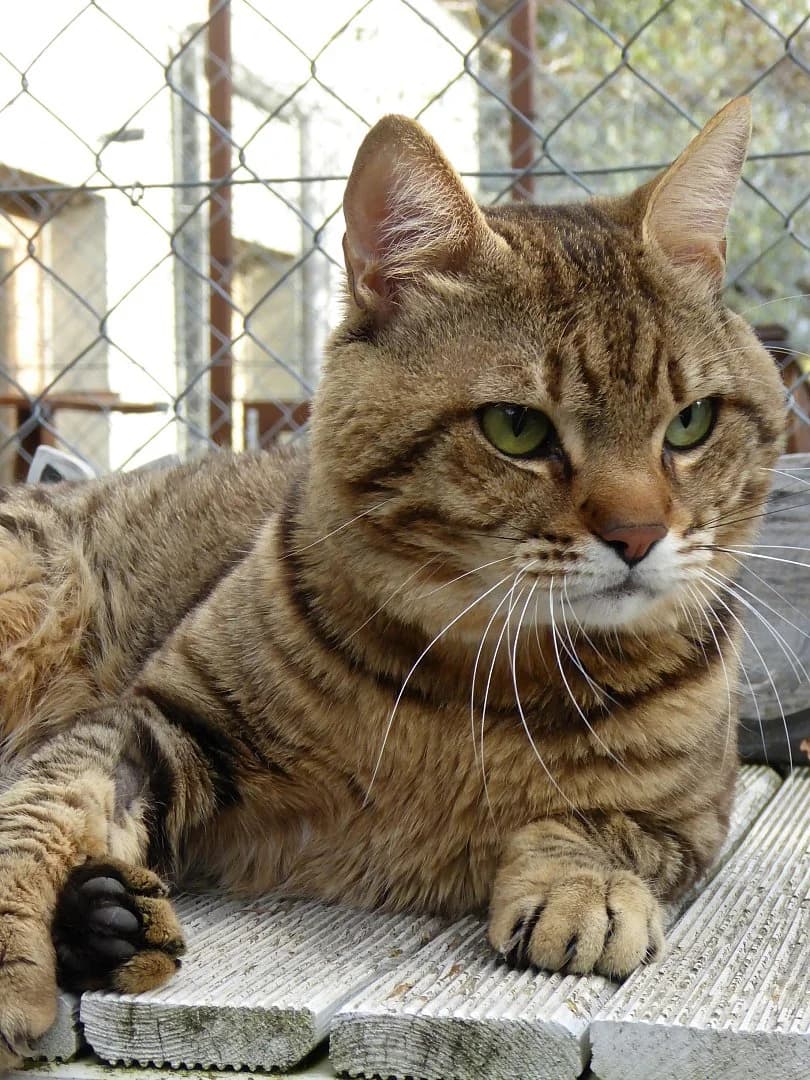 Un air de léopard, Mixed Breed for adoption at SOS Chats, Genève