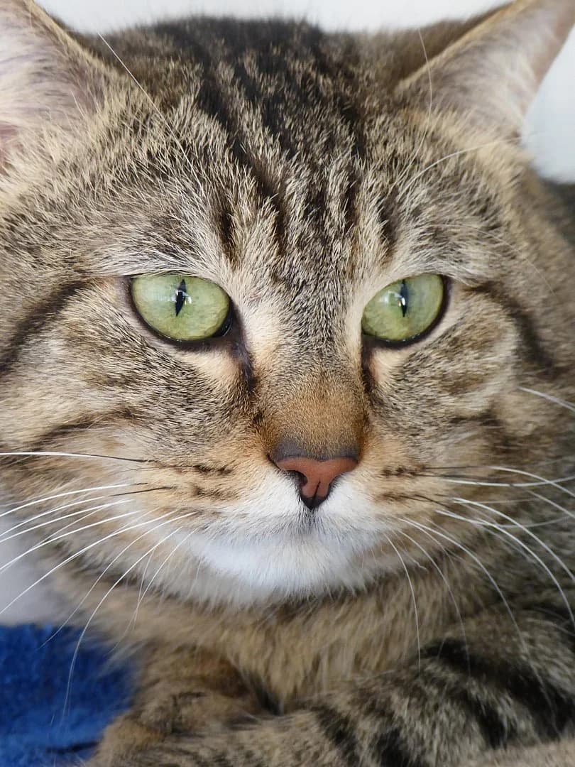 Clandestino, Mixed Breed for adoption at SOS Chats, Genève
