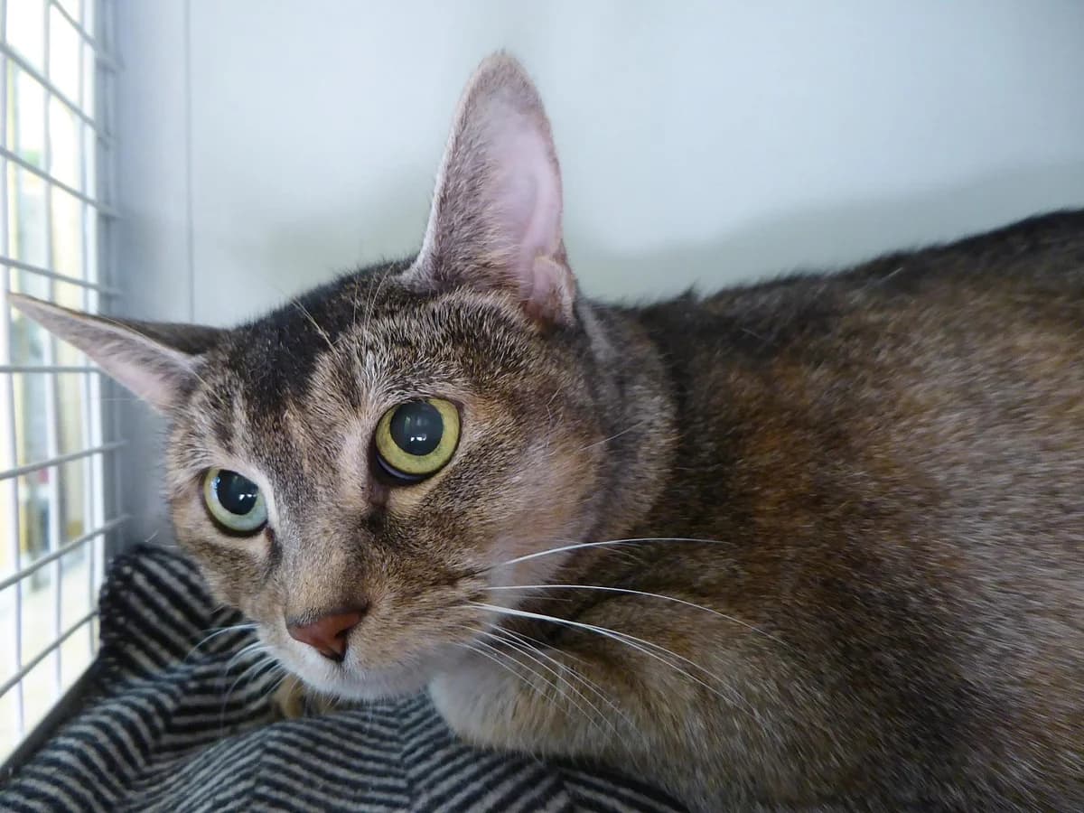 Inka, senior Mixed Breed for adoption at SOS Chats, Genève