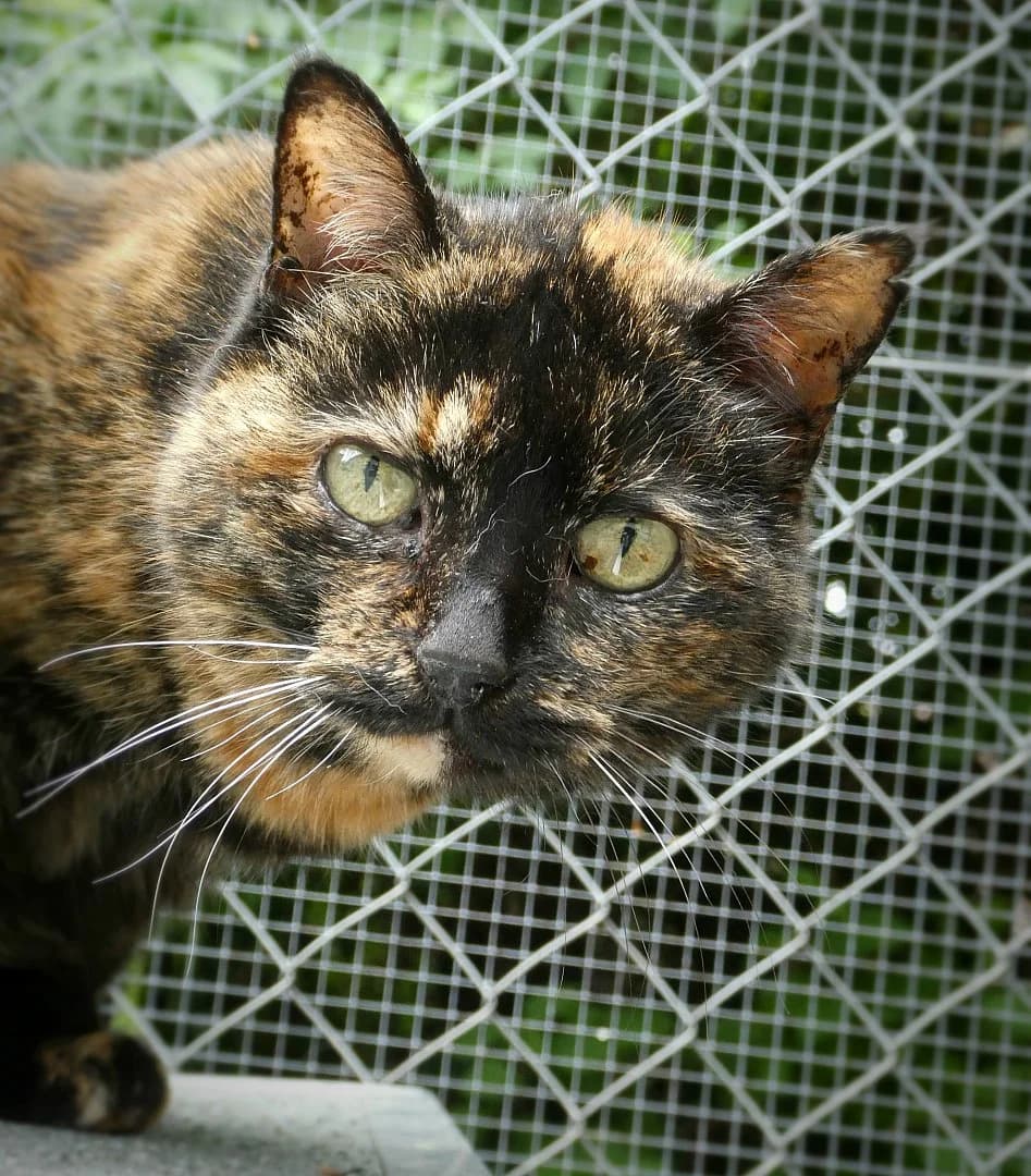 Chaussette, Mixed Breed for adoption at SOS Chats, Genève