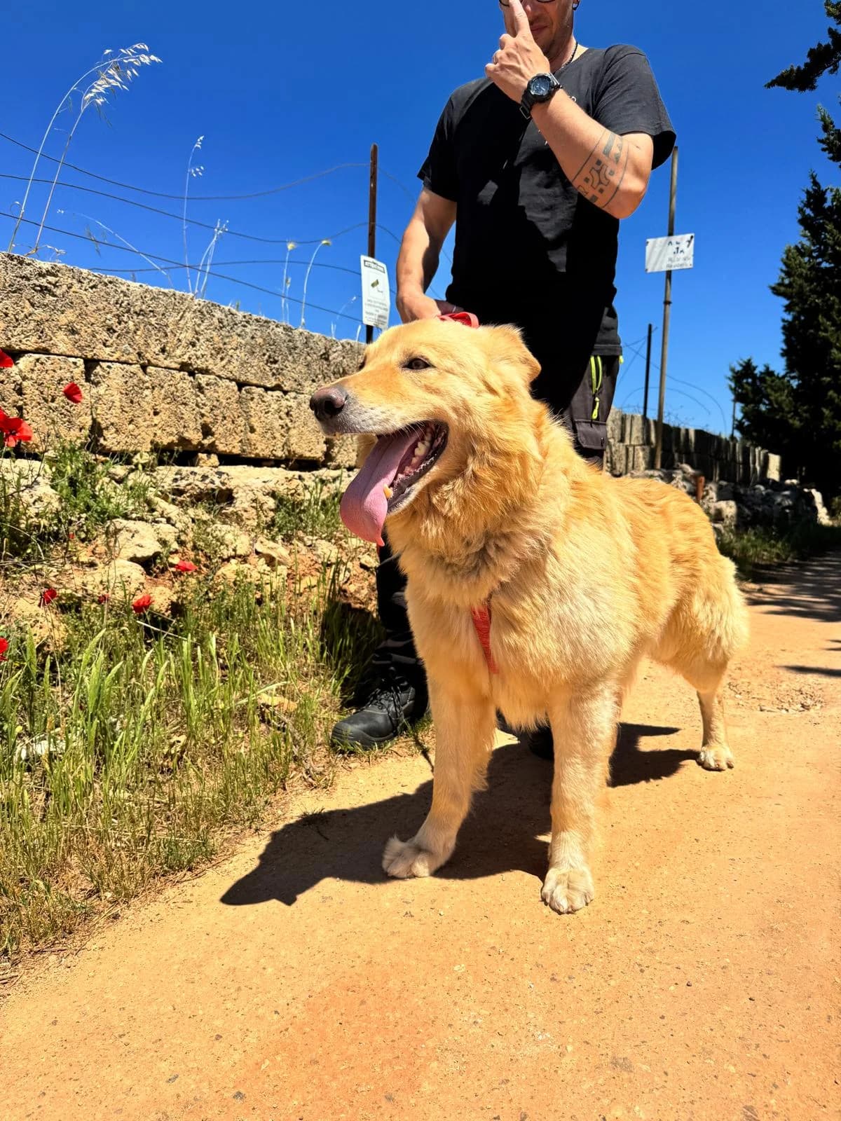 Robin, golden male Golden Retriever for adoption at SOS Strassenhunde, Sos Strassenhunde