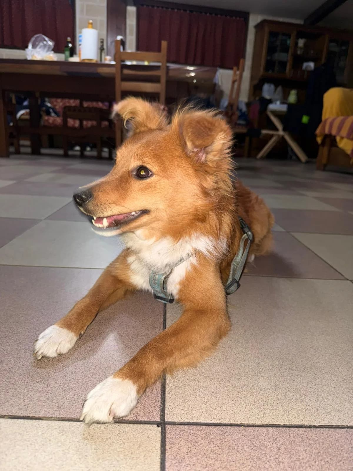 Lenny, male 3yo Mixed Breed for adoption at SOS Strassenhunde, Sos Strassenhunde