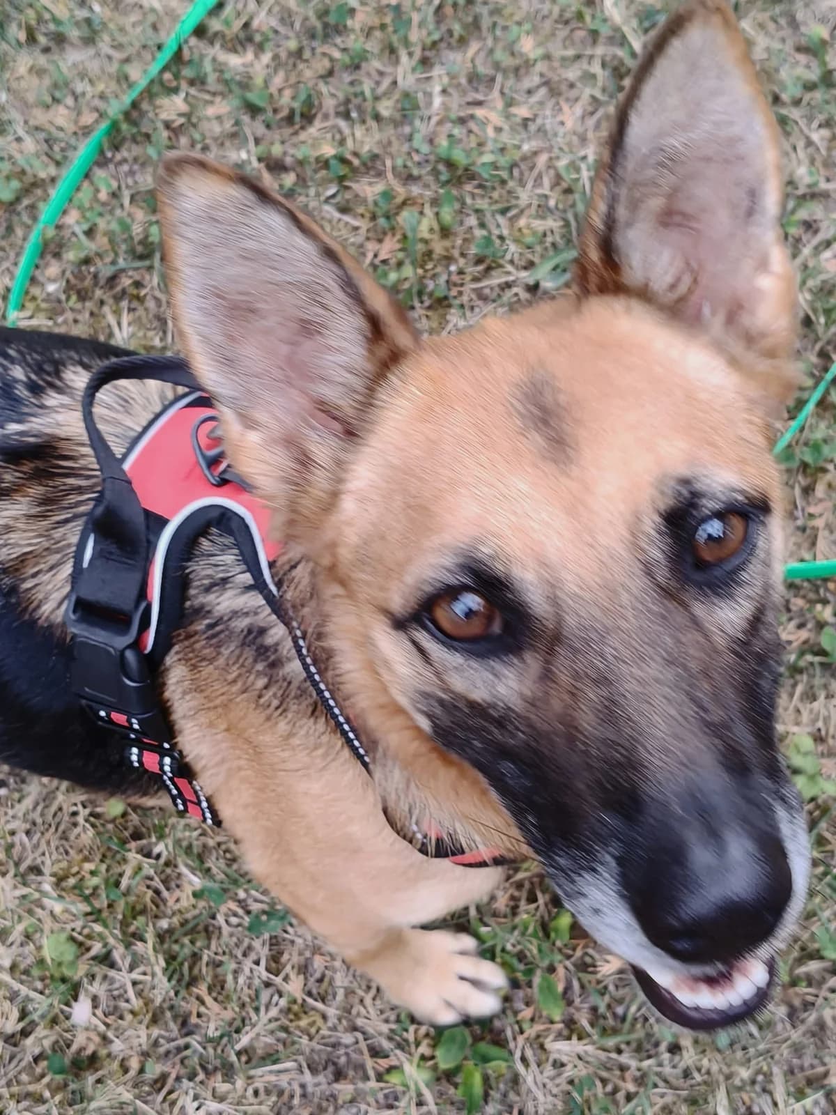 Jara, female 3yo Mixed Breed for adoption at SOS Strassenhunde, Sos Strassenhunde