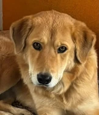 Mella, female Mixed Breed for adoption at SOS Strassenhunde, Sos Strassenhunde