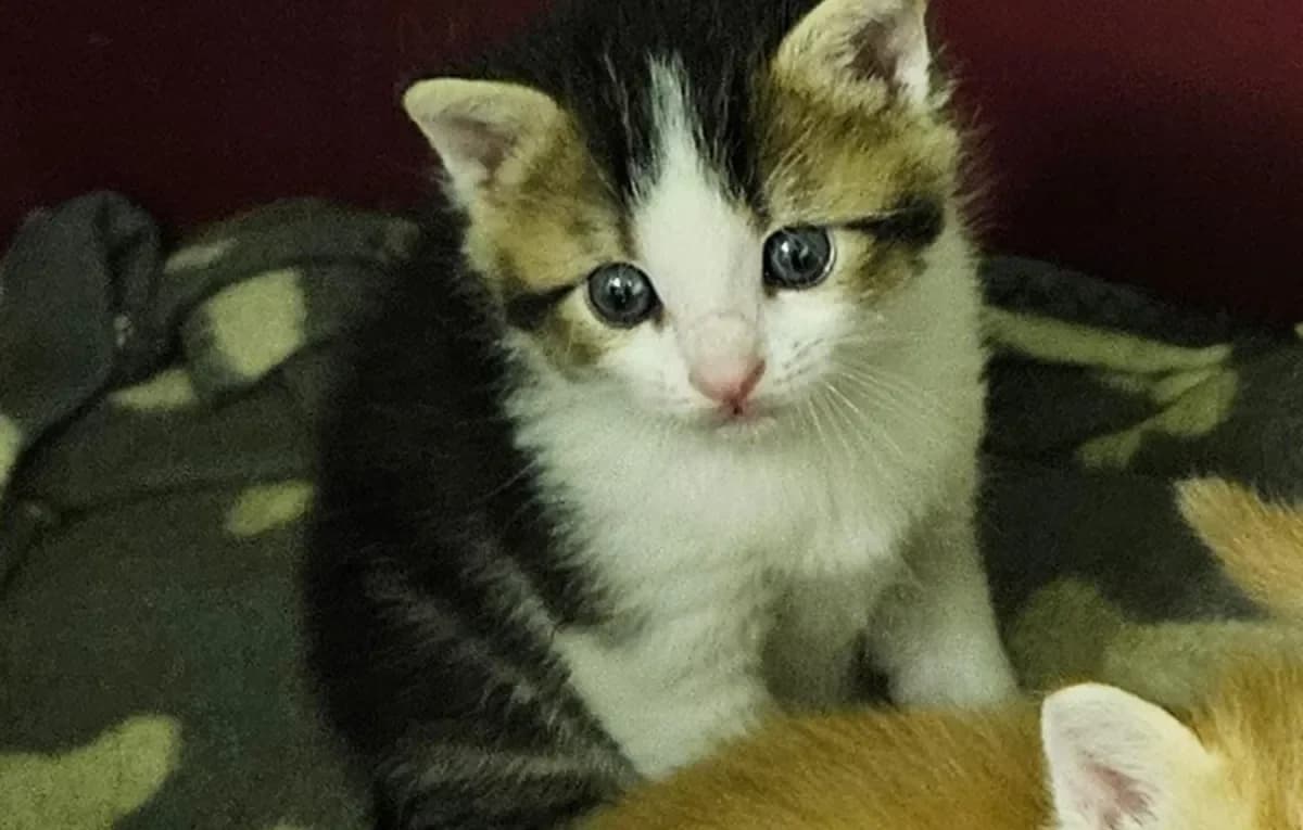 Ron (Bob), male young European Shorthair for adoption at SPA Refuge pour chats La Chaux-de-Fonds, La Chaux-de-Fonds