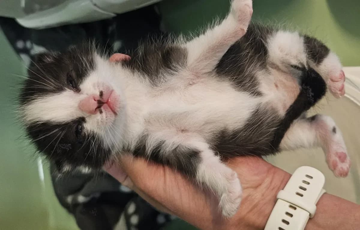 Charlie, female young European Shorthair for adoption at SPA Refuge pour chats La Chaux-de-Fonds, La Chaux-de-Fonds