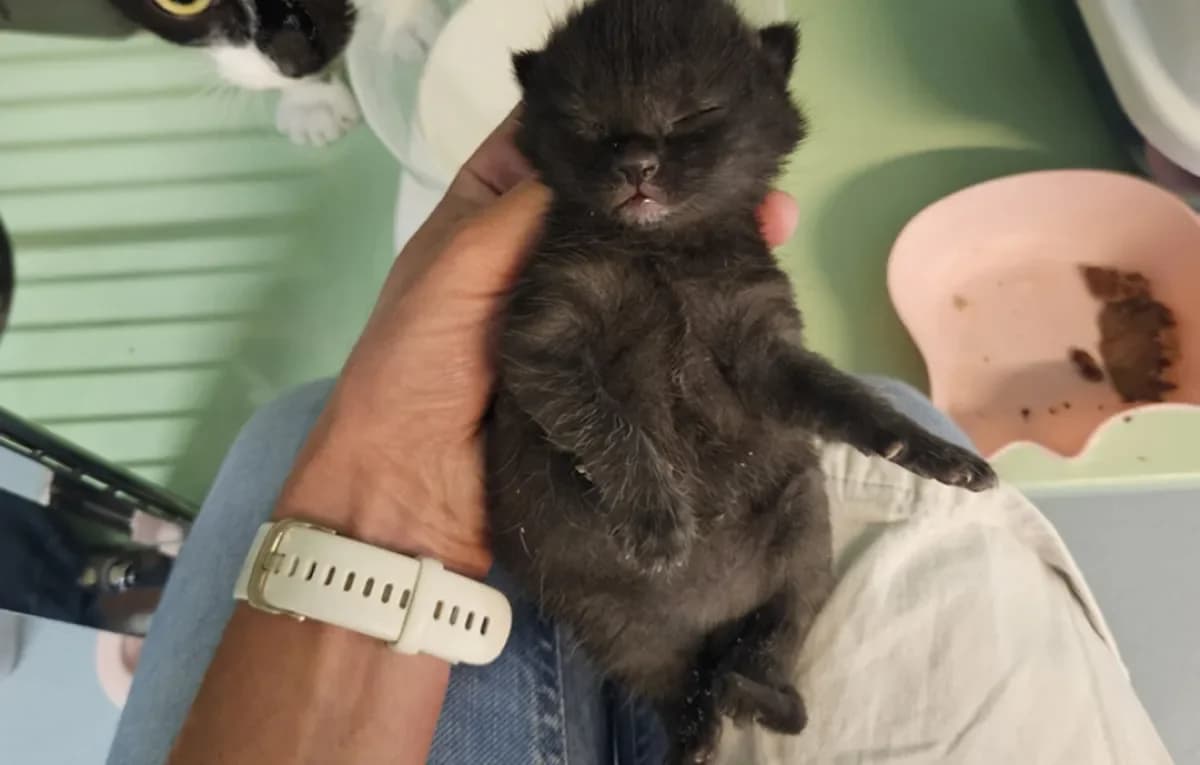 Mars, male young European Shorthair for adoption at SPA Refuge pour chats La Chaux-de-Fonds, La Chaux-de-Fonds