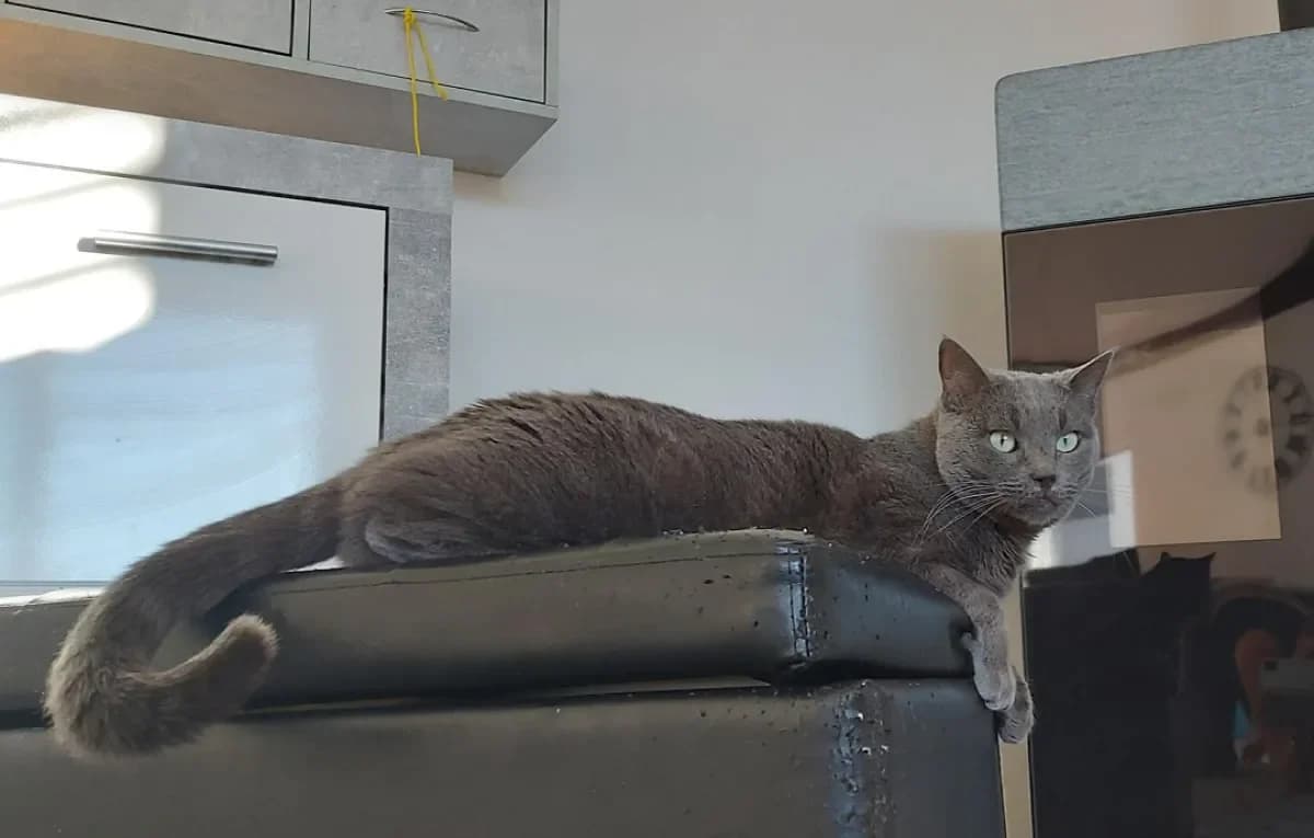 Falco, male 5yo European Shorthair for adoption at SPA Refuge pour chats La Chaux-de-Fonds, La Chaux-de-Fonds