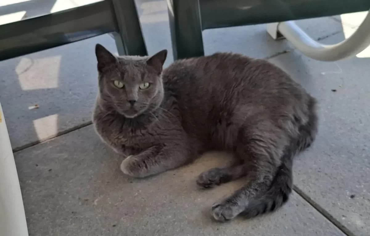 Perle, female 5yo European Shorthair for adoption at SPA Refuge pour chats La Chaux-de-Fonds, La Chaux-de-Fonds