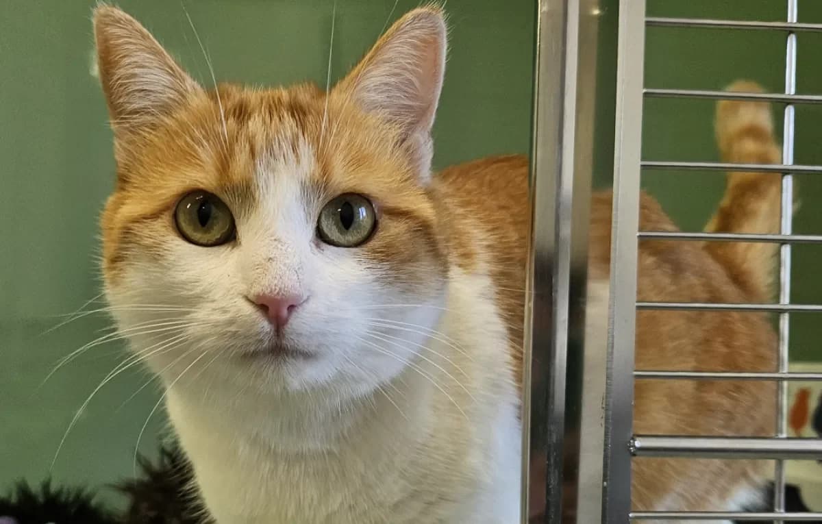 Canelle, female 3yo European Shorthair for adoption at SPA Refuge pour chats La Chaux-de-Fonds, La Chaux-de-Fonds