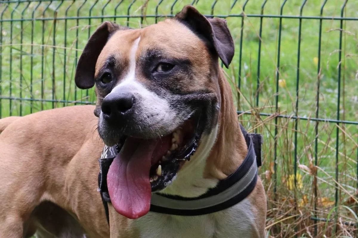 Marvin, male senior American Staffordshire Terrier for adoption at SPA Fribourg, Font