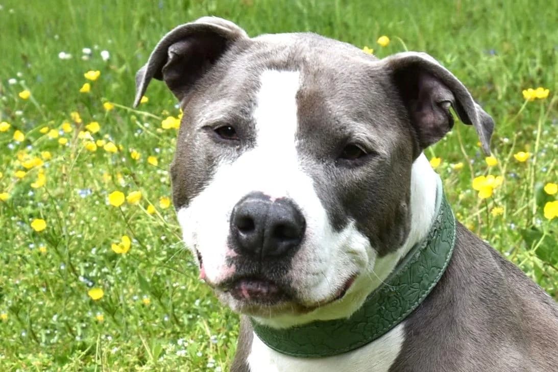 Mustang, male senior American Bully for adoption at SPA Fribourg, Font