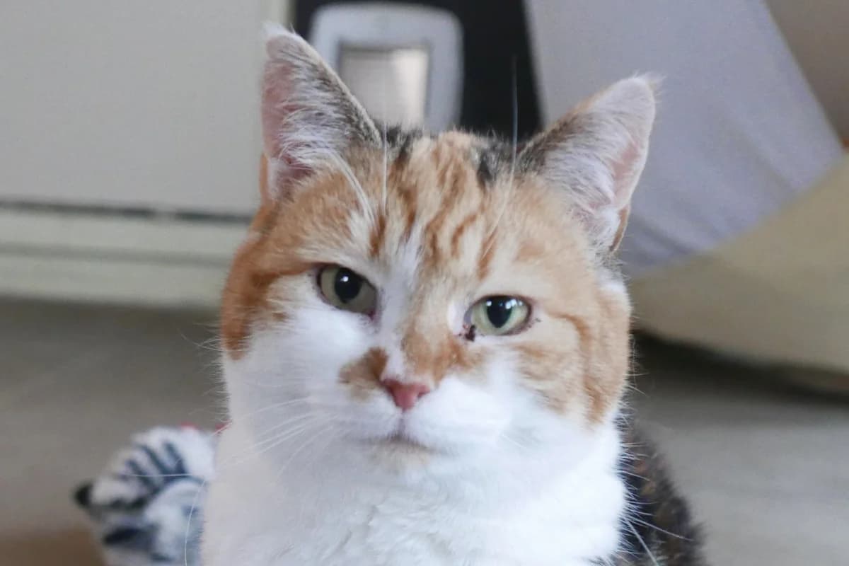 Brie, female senior European Shorthair for adoption at SPA Fribourg, Font