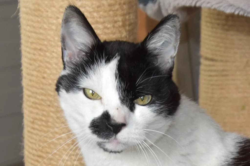 Crispy, male senior European Shorthair for adoption at SPA Fribourg, Font