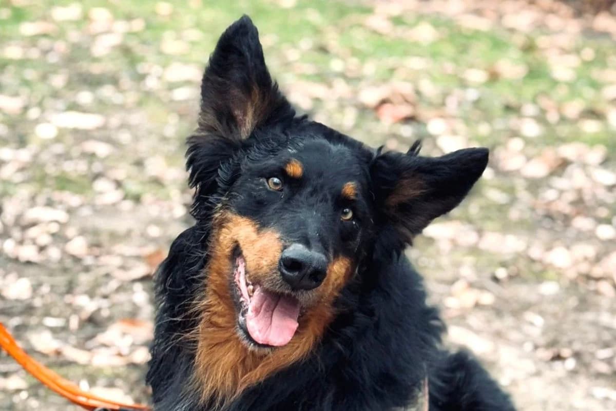 Berti, male senior Mixed Breed for adoption at SPA Fribourg, Font