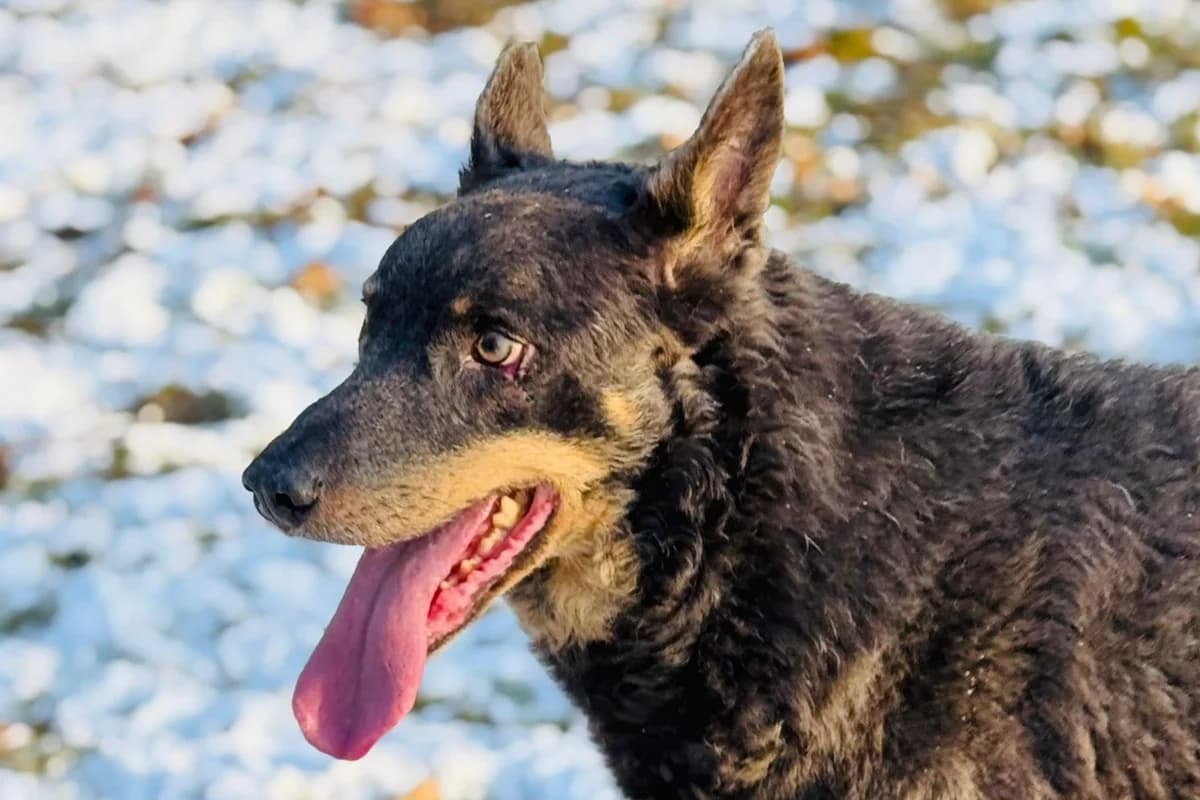 Lupus, male senior Mixed Breed for adoption at SPA Fribourg, Font