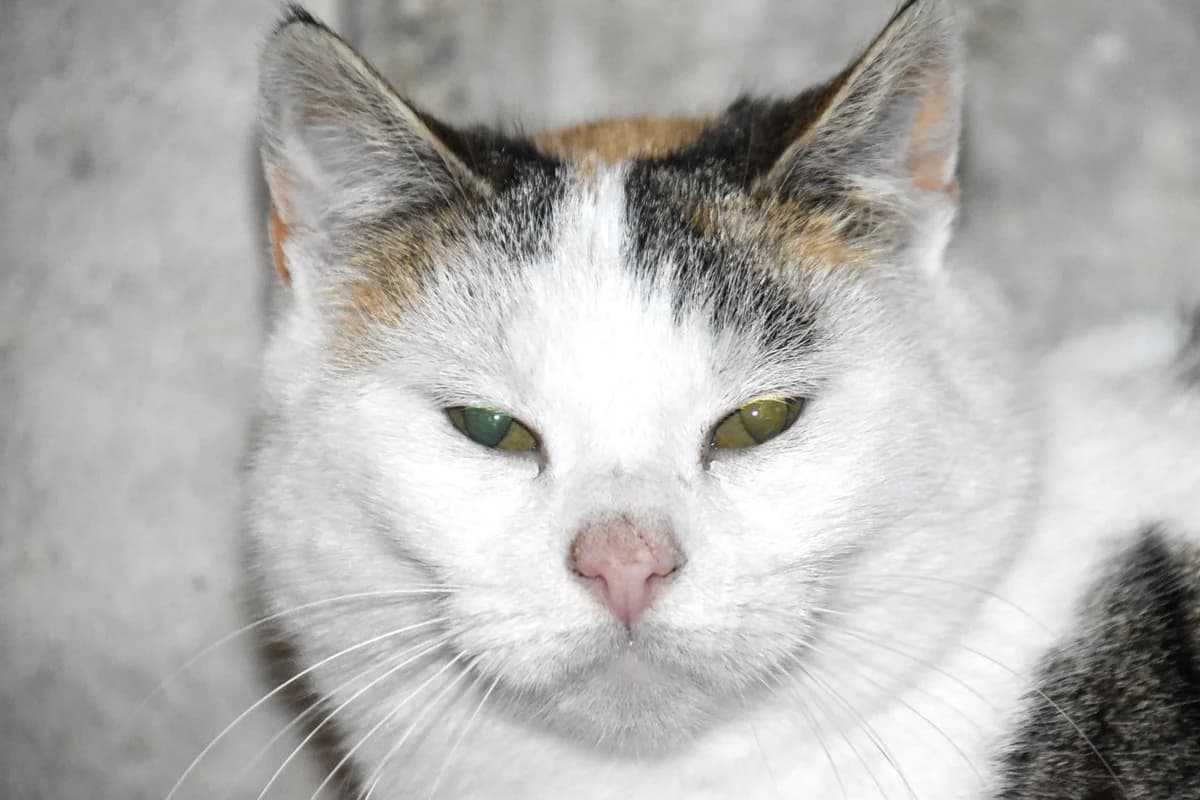 Nilani, female 4yo European Shorthair for adoption at SPA Fribourg, Font