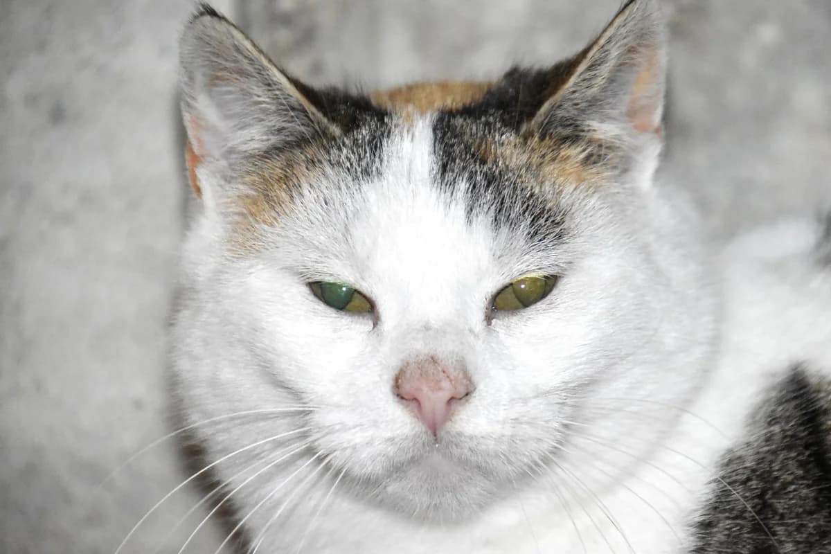 Nilani, female 4yo European Shorthair for adoption at SPA Fribourg, Font