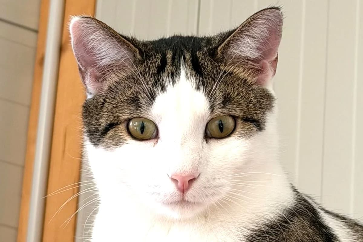 Joyeux, male young European Shorthair for adoption at SPA Fribourg, Font