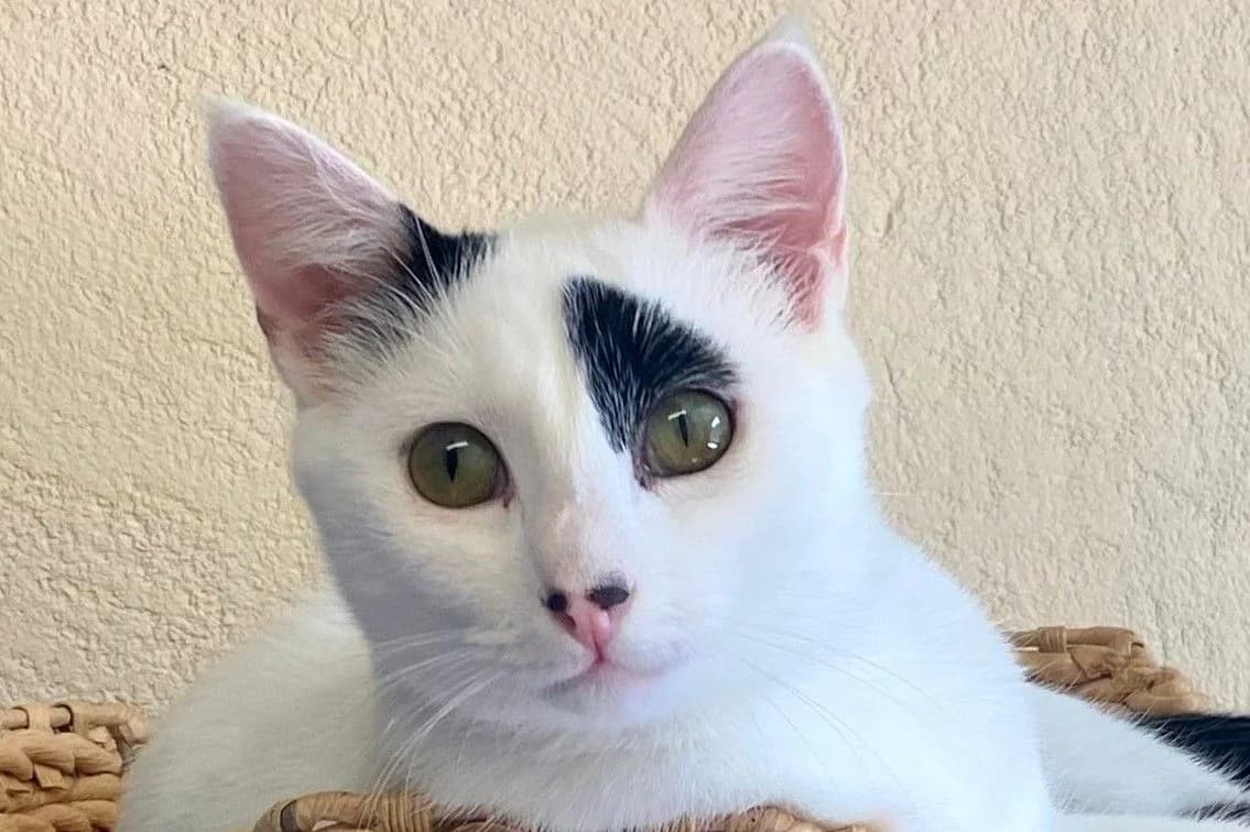 Joker, male puppy European Shorthair for adoption at SPA Fribourg, Font