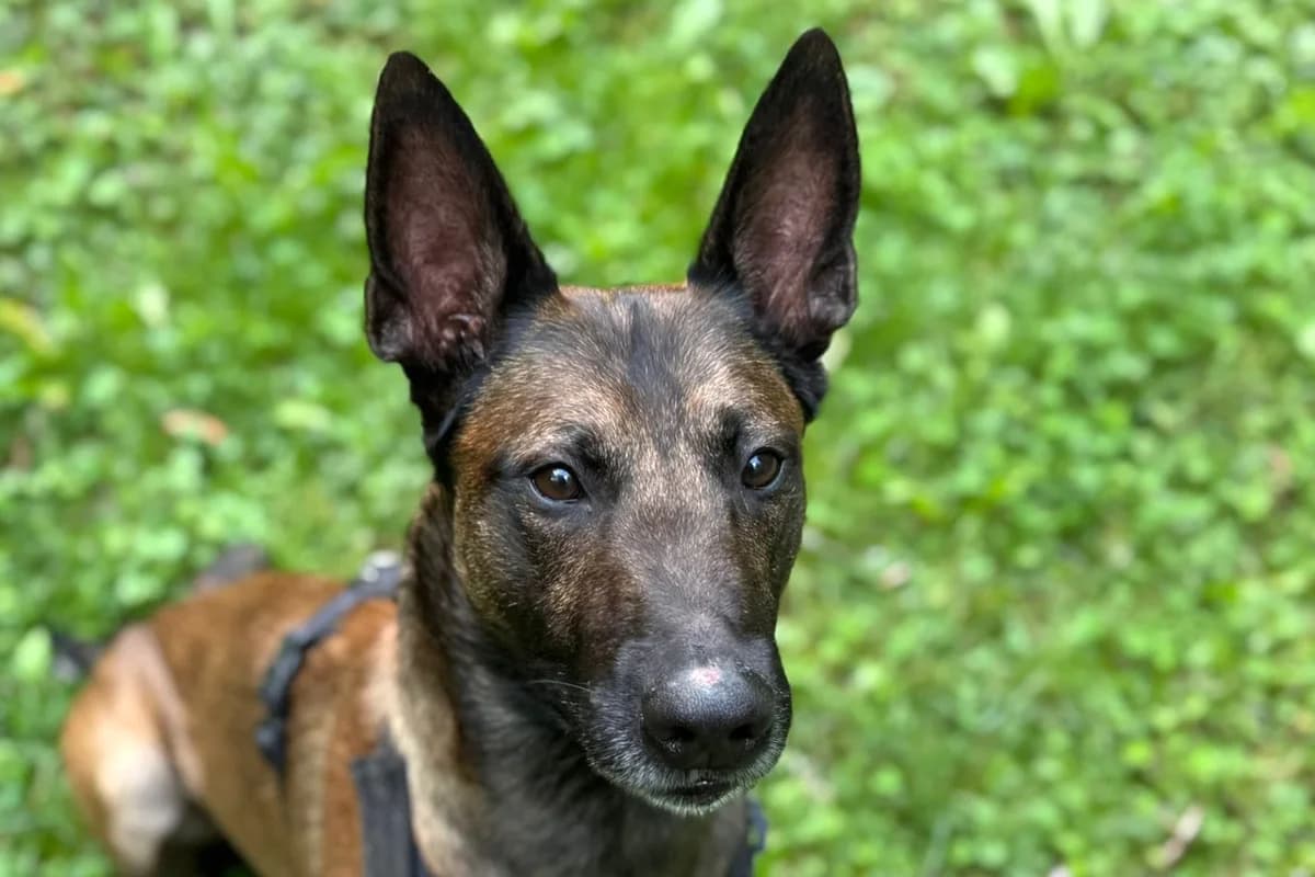 Rex, male 6yo Belgian Malinois for adoption at SPA Fribourg, Font