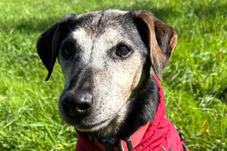Lumpi, male senior mixed breed for adoption at SPA Fribourg, Font