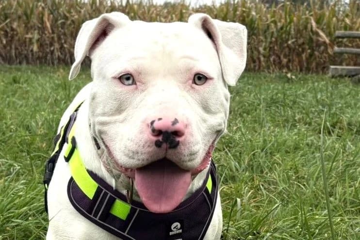 Niva, female young American Bully for adoption at SPA Fribourg, Font