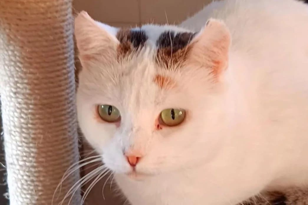 Janice, female 3yo European Shorthair for adoption at SPA Fribourg, Font