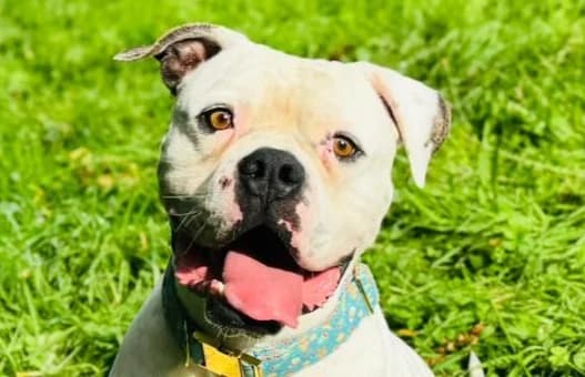 Chance, male 4yo English Bulldog for adoption at SPA Fribourg, Font
