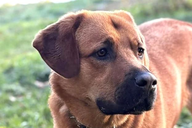 Ozzy, male 3yo Labrador Retriever for adoption at SPA Fribourg, Font