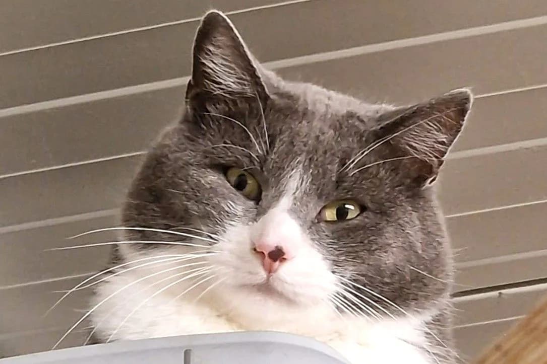 Tavolino, male 3yo European Shorthair for adoption at SPA Fribourg, Font