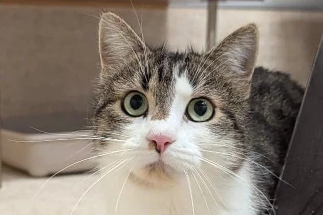 Valentin, male 4yo European Shorthair for adoption at SPA Fribourg, Font