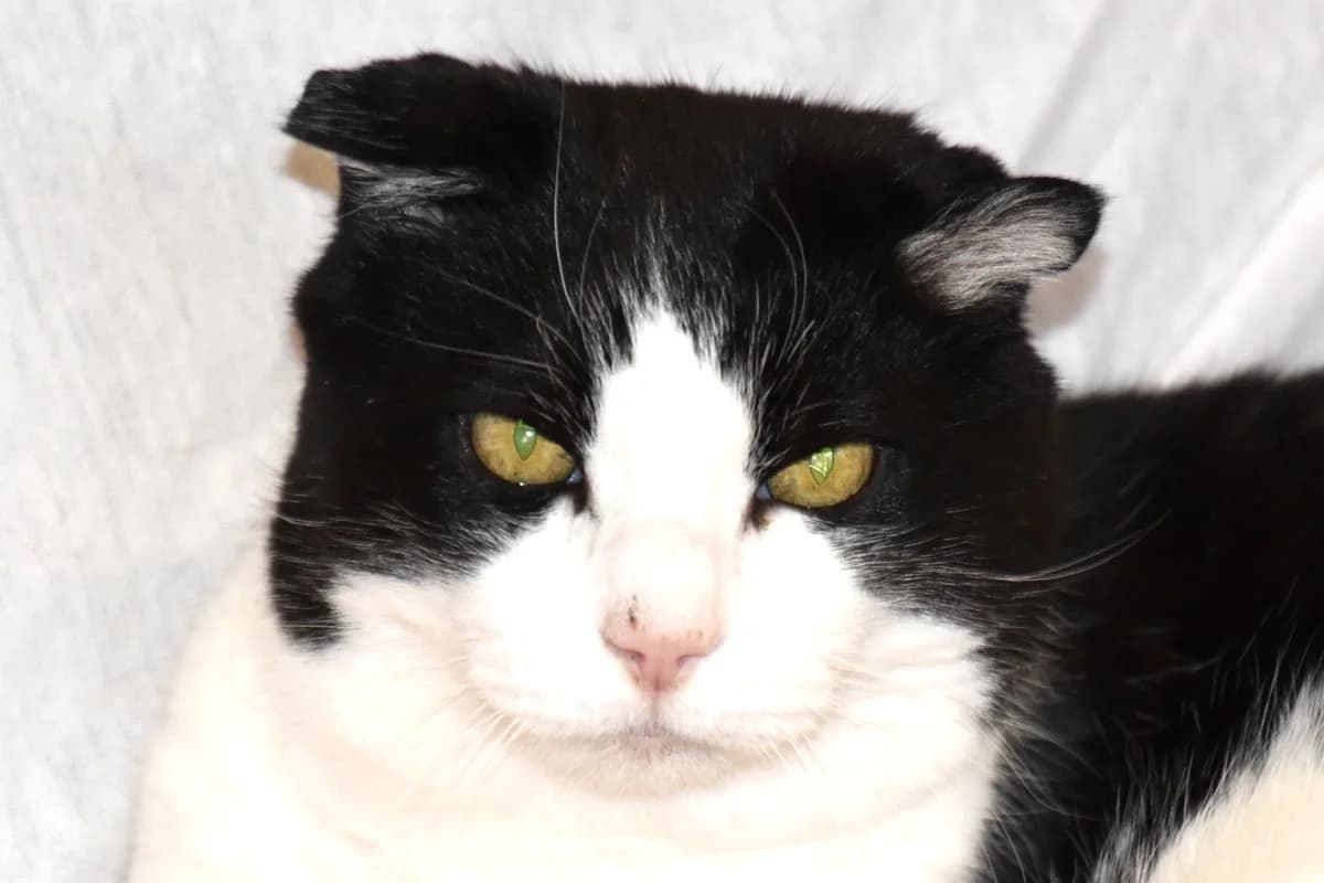 VanGogh, male senior Mixed Breed for adoption at SPA Fribourg, Font