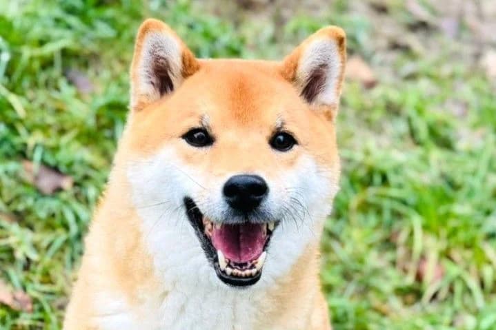 Rémus, male 6yo Shiba Inu for adoption at SPA Fribourg, Font