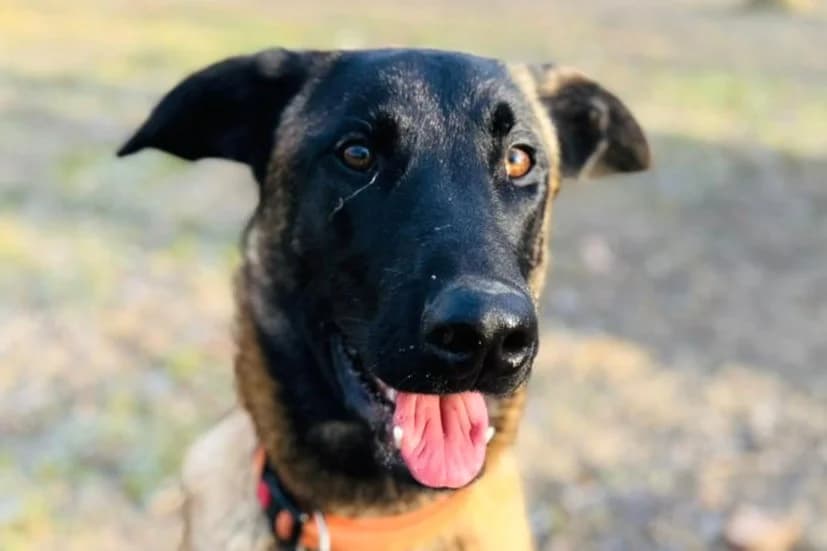 Miles, male young Belgian Malinois for adoption at SPA Fribourg, Font