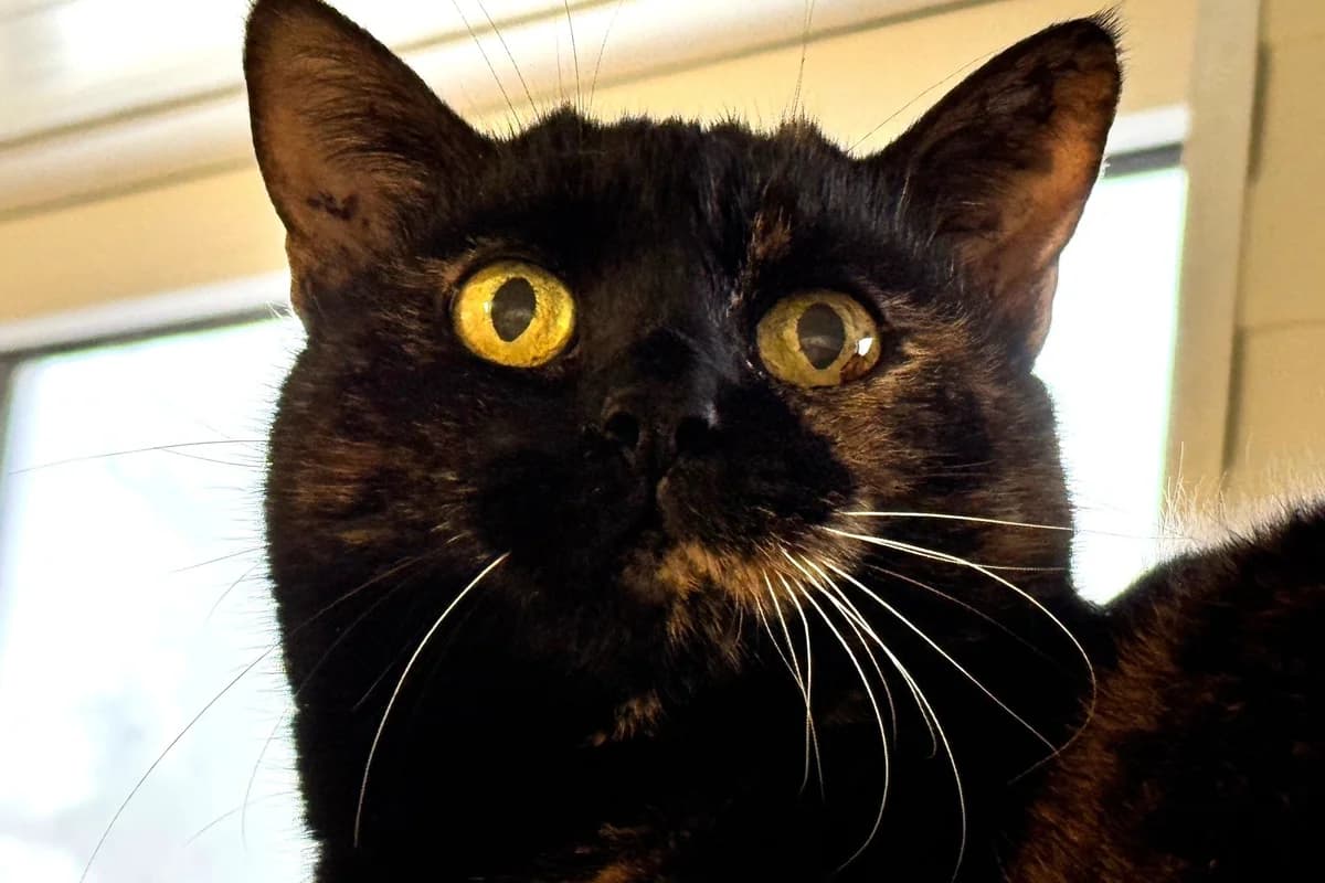 Paillette, female senior European Shorthair for adoption at SPA Fribourg, Font