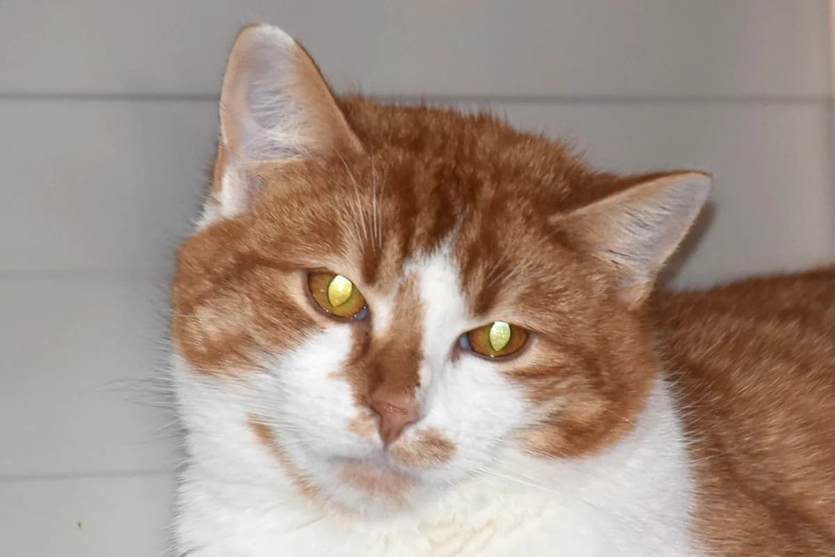 Arlo, male puppy European Shorthair for adoption at SPA Fribourg, Font