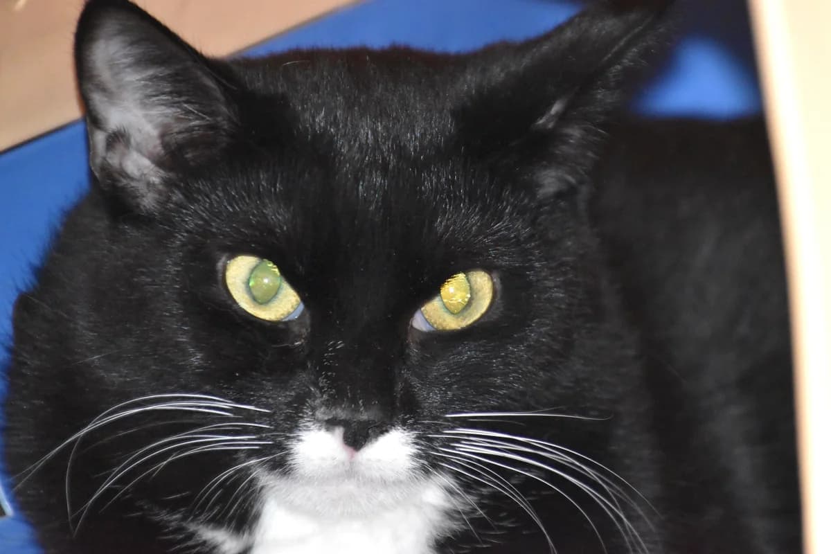Octave, male puppy European Shorthair for adoption at SPA Fribourg, Font