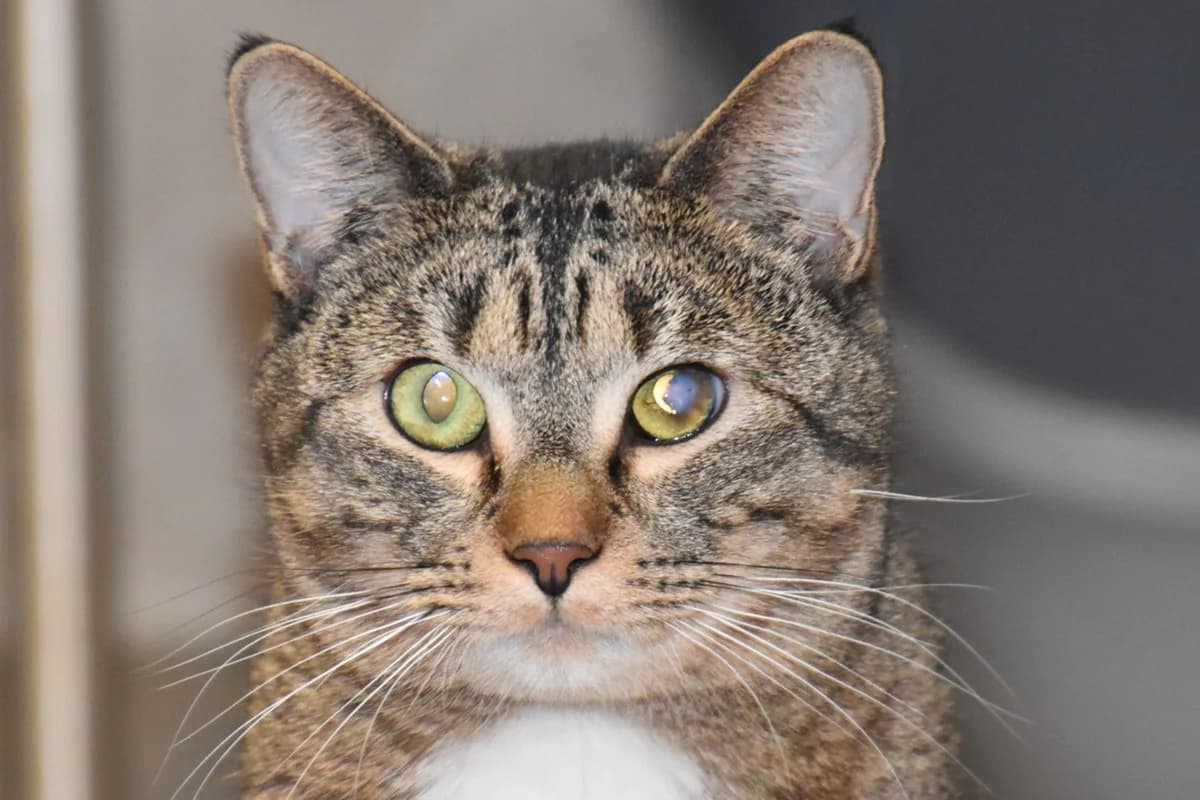 Travis, male young European Shorthair for adoption at SPA Fribourg, Font