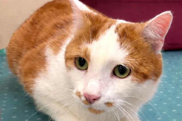 Koumi, male 5yo European Shorthair for adoption at SPA Fribourg, Font