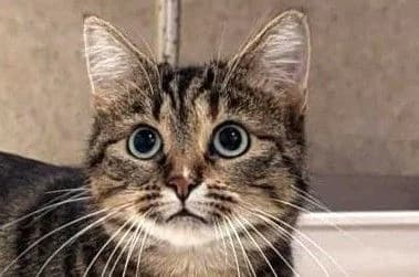 Valérie, female young European Shorthair for adoption at SPA Fribourg, Font