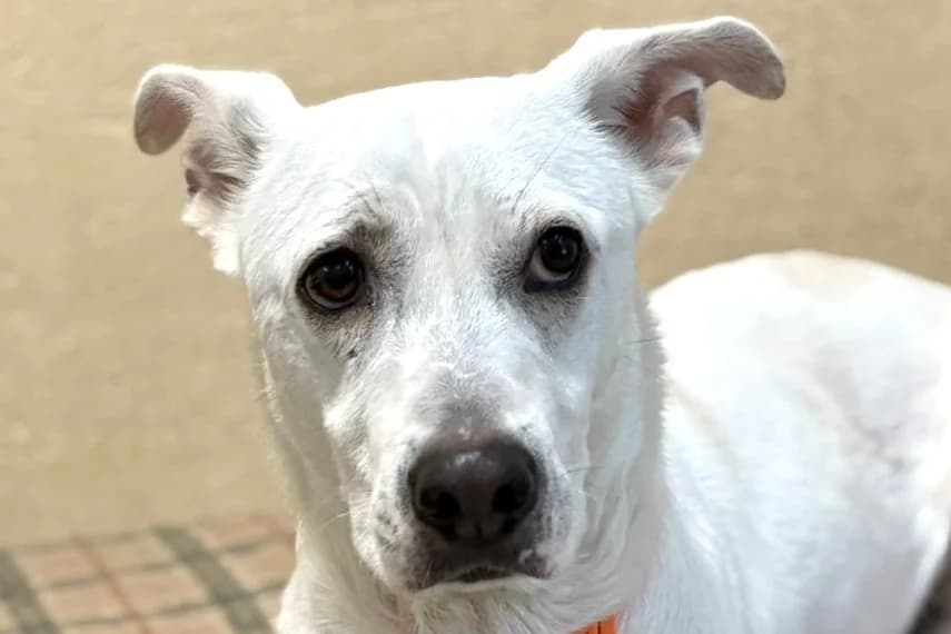 Kayu, male 3yo Mixed Breed for adoption at SPA Fribourg, Font