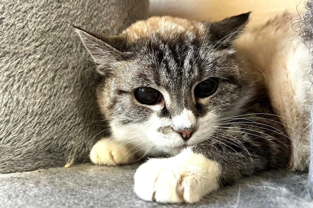 Tourmaline, female senior European Shorthair for adoption at SPA Fribourg, Font