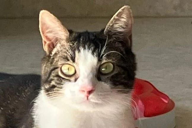 Rocky, male puppy European Shorthair for adoption at SPA Fribourg, Font