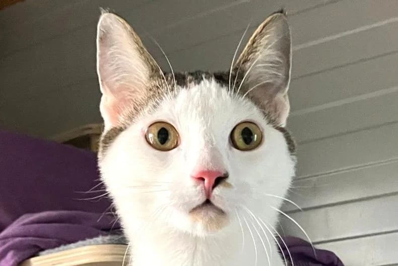 Jax, male puppy European Shorthair for adoption at SPA Fribourg, Font