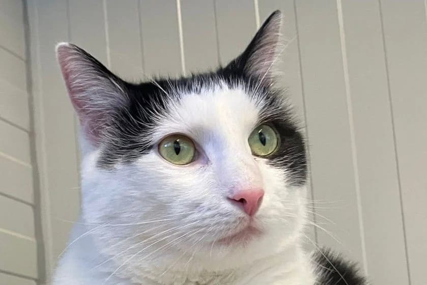 Skitty, male 3yo European Shorthair for adoption at SPA Fribourg, Font