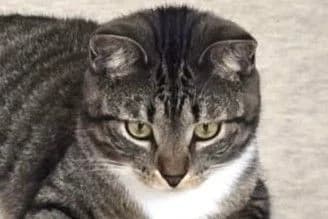 Capsule, female puppy European Shorthair for adoption at SPA Fribourg, Font