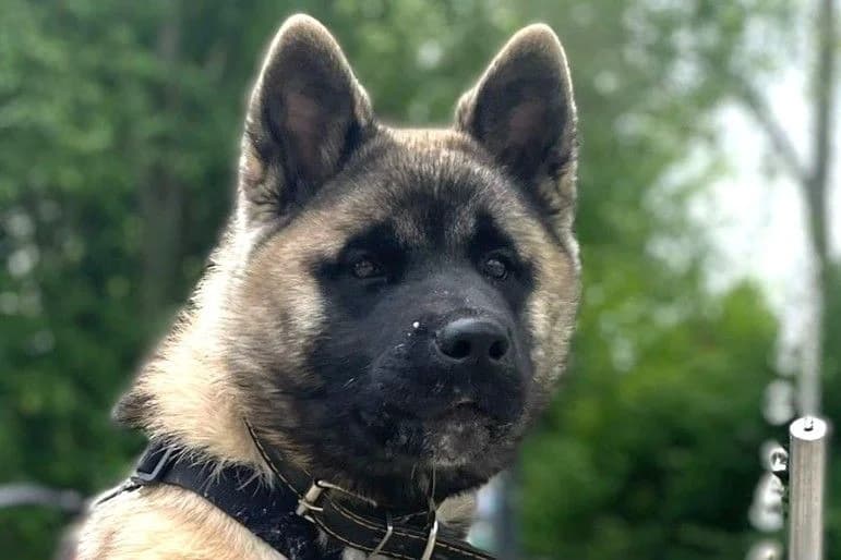 Nevada, female puppy Akita for adoption at SPA Fribourg, Font